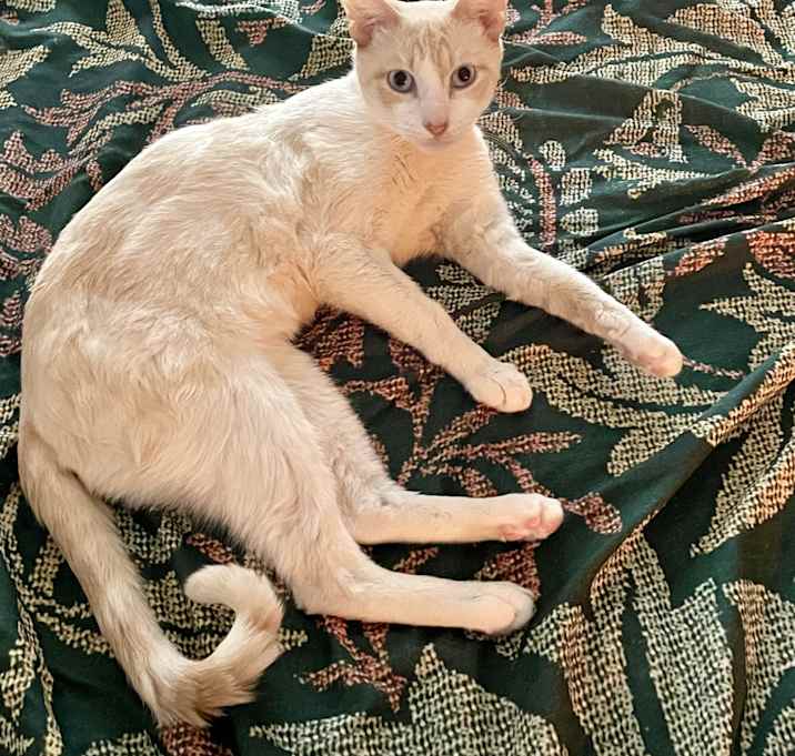 Photo of Pierre, extraordinaire