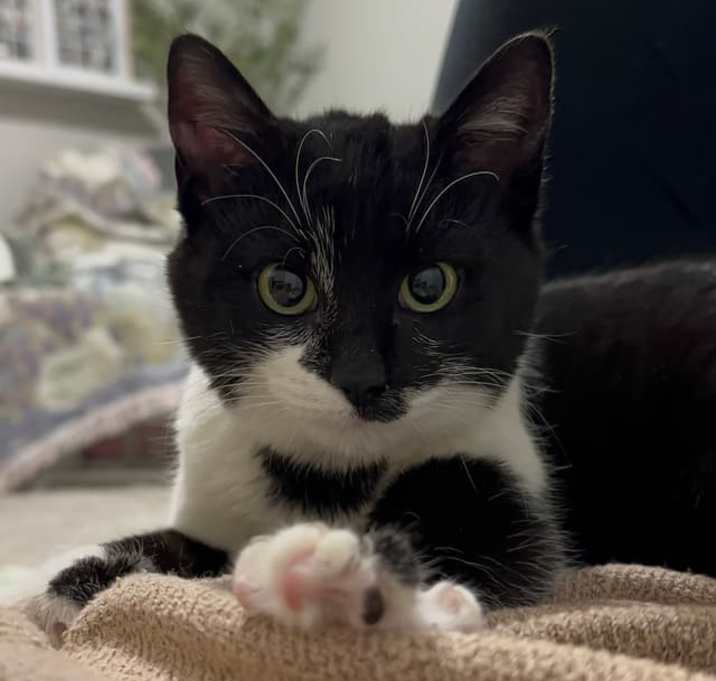 Photo of Dash