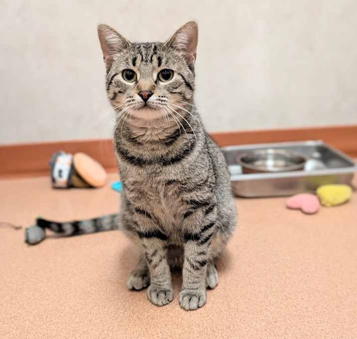 Photo of Tiger