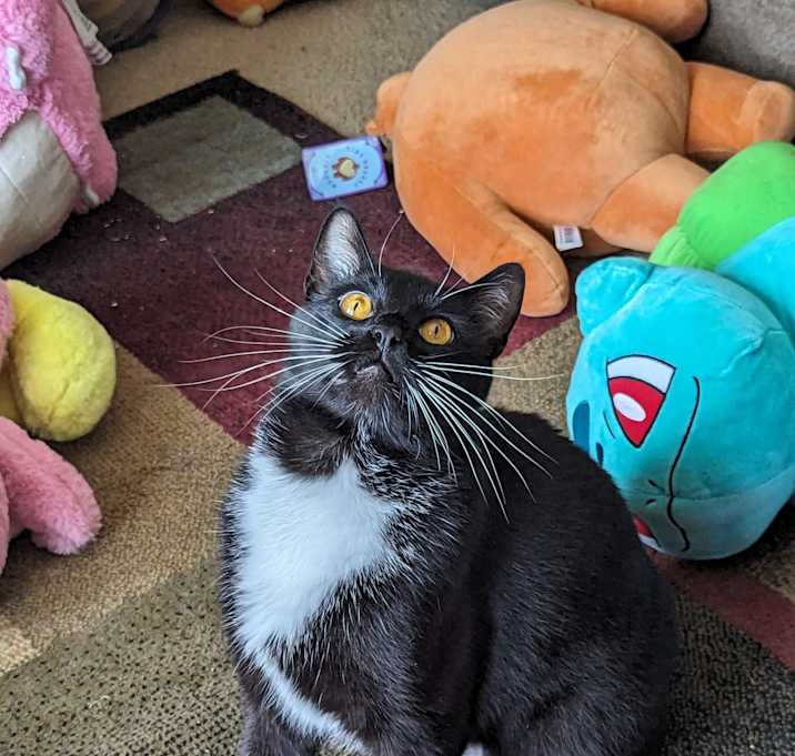 Photo of Badger