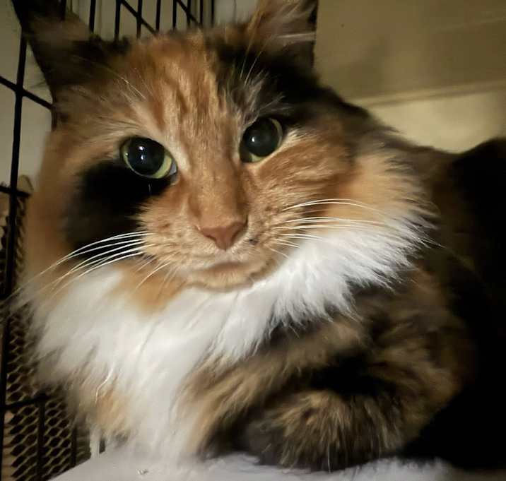 Photo of Soprano