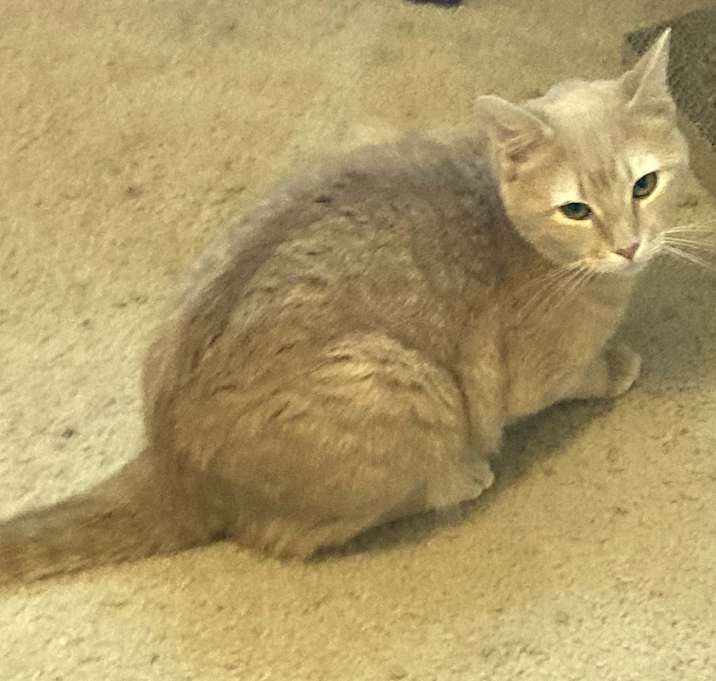 Photo of Princess