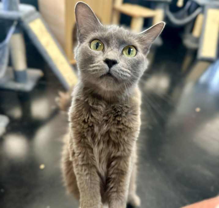 Photo of kitty