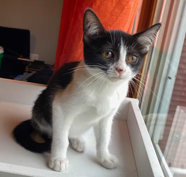 Photo of Boston Cream