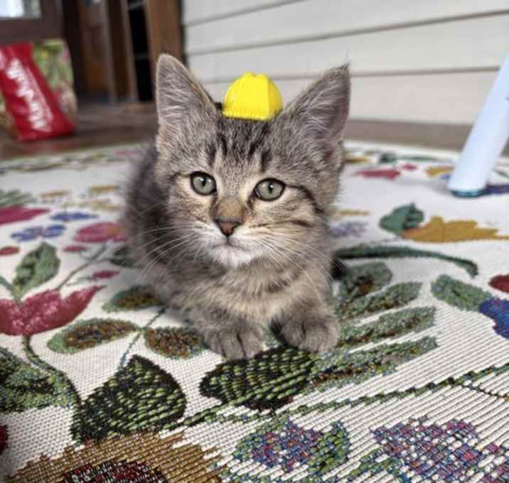 Photo of Steel Toes @Nine Lives Cat Cafe