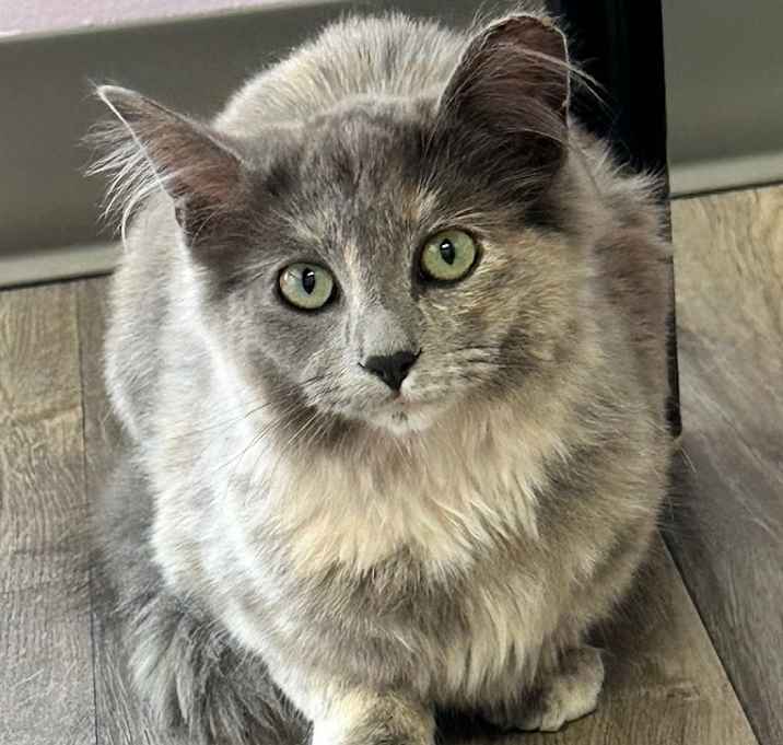 Photo of Satin