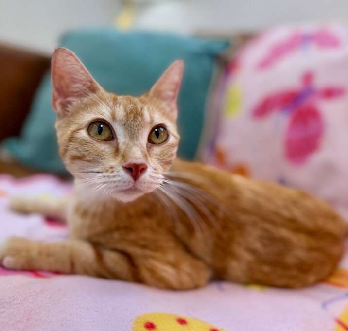 Photo of Clementine Cutie