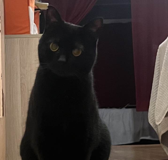 Photo of Pearl