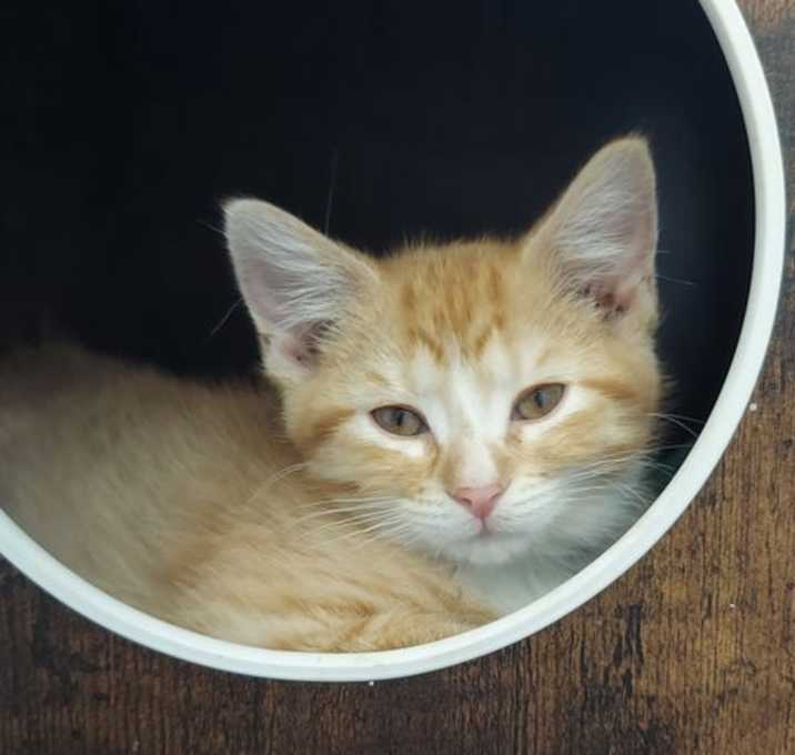 Photo of Gouda
