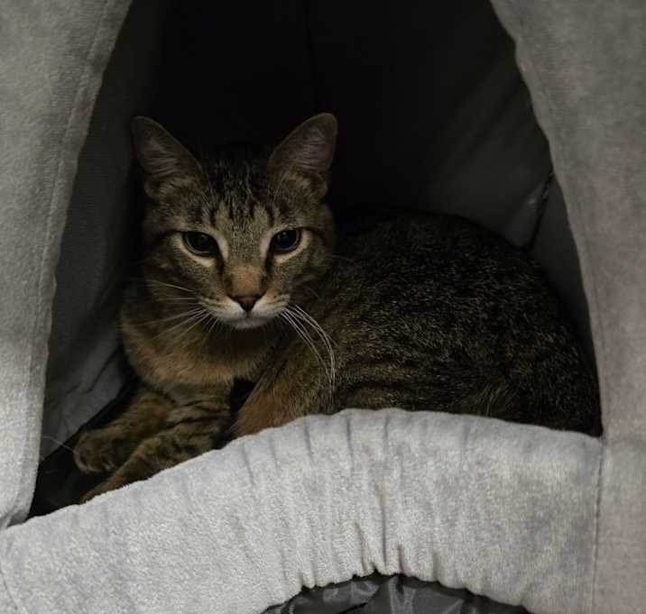 Photo of Clyde