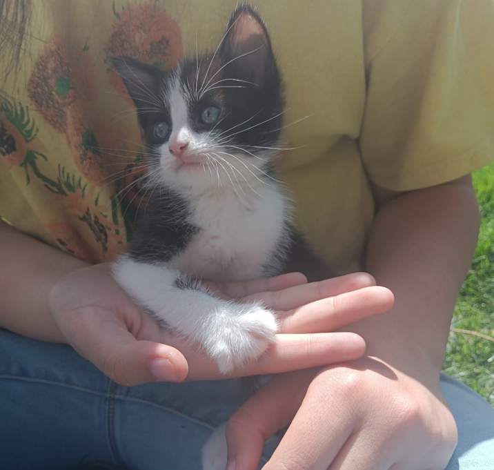 Photo of Kittens