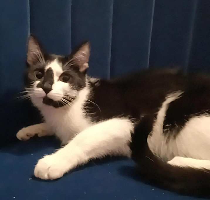 Photo of Oreo