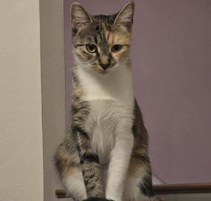 Photo of Tinkerbell