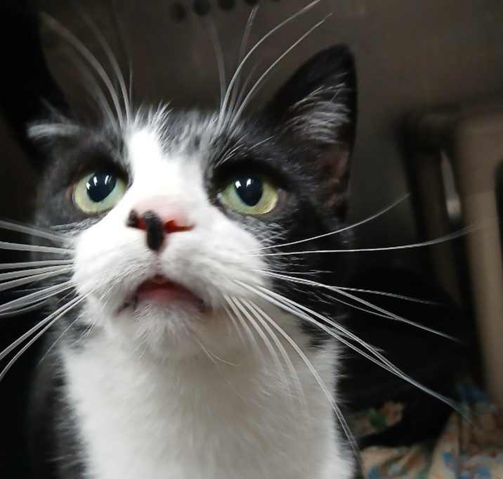 Photo of Lancelot