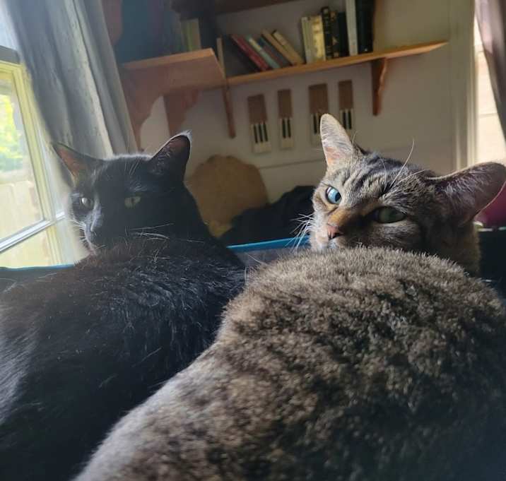Photo of Harpo and Lupita (bonded pair)
