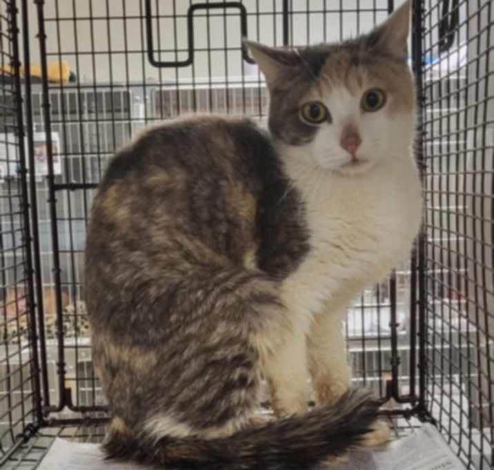 Photo of CALICO