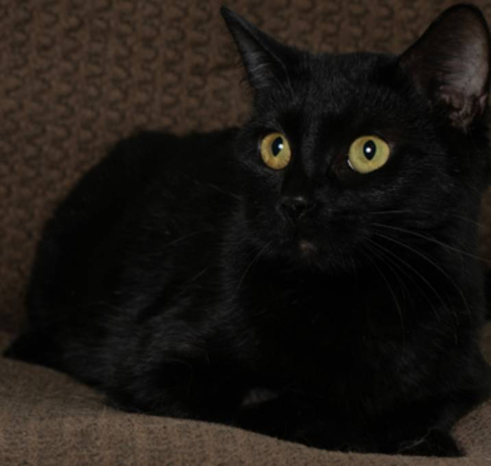 Photo of Cora
