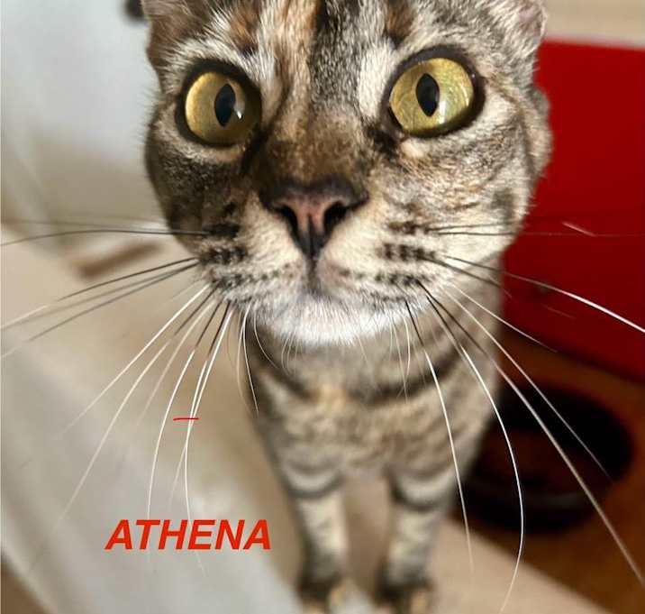 Photo of Athena