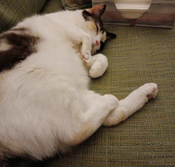 Photo of Misskitty