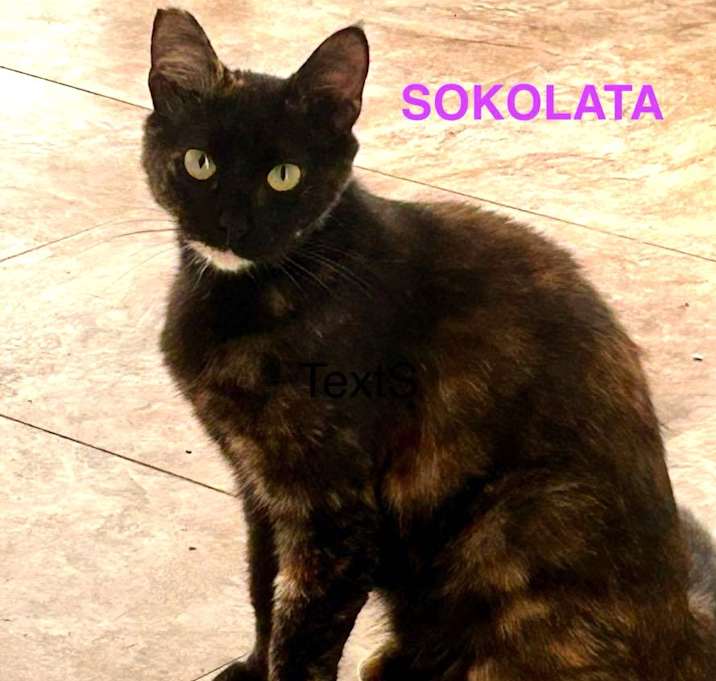 Photo of Sokolata