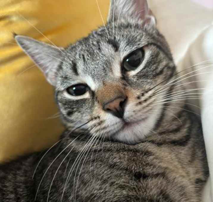 Photo of Baron