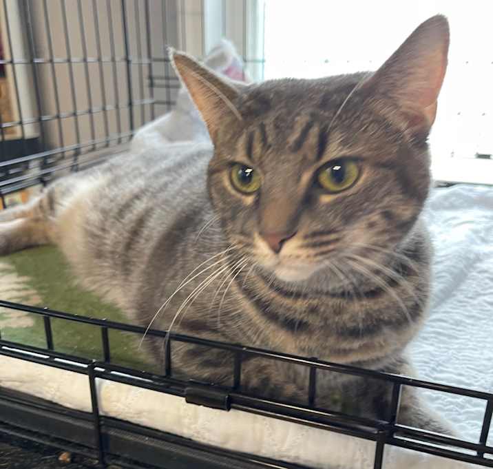 Photo of Violet