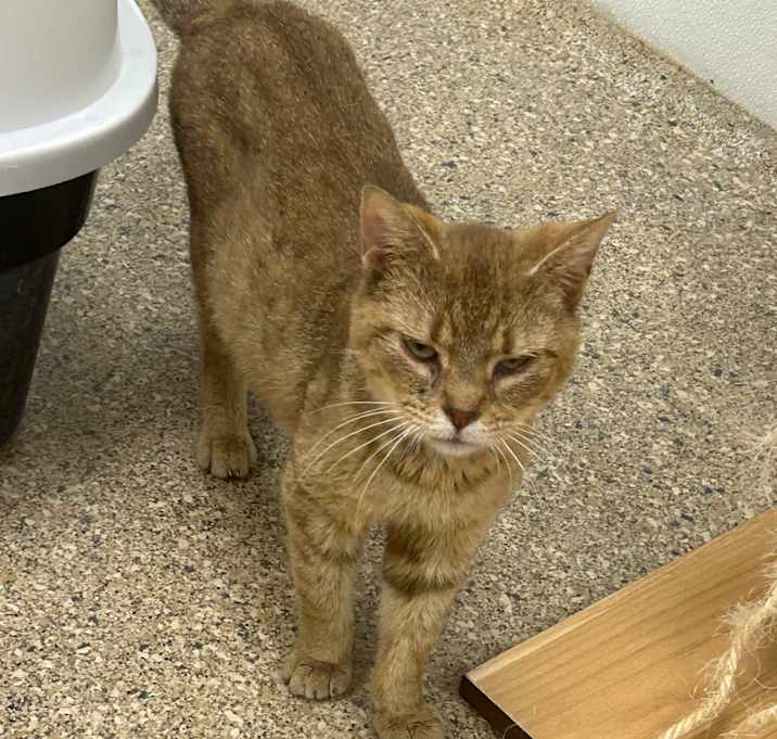 Photo of Marmalade