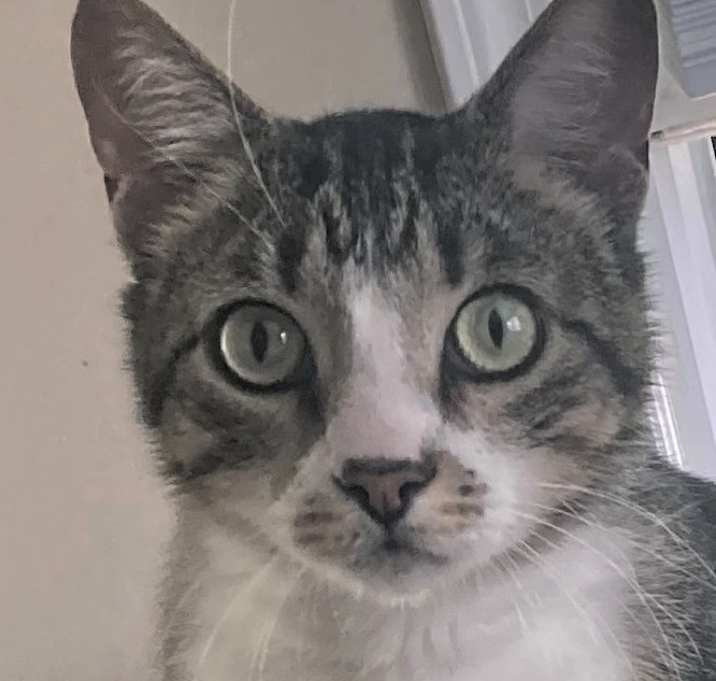 Photo of Sparky - Declawed