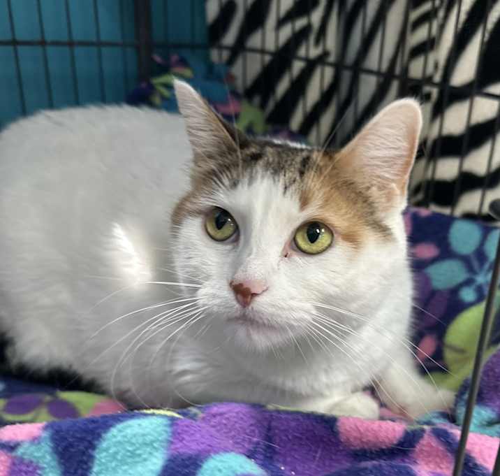 Photo of Jezebelle