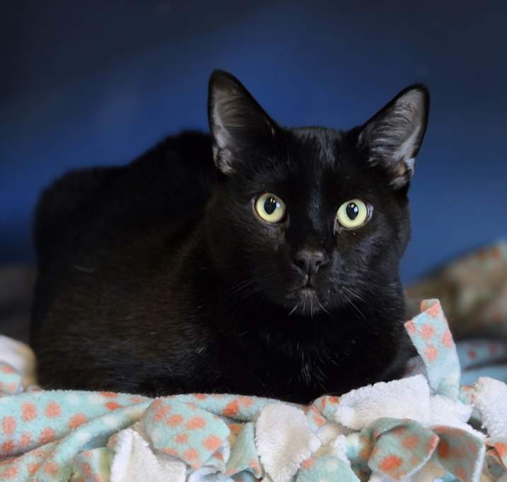 Photo of Shadow