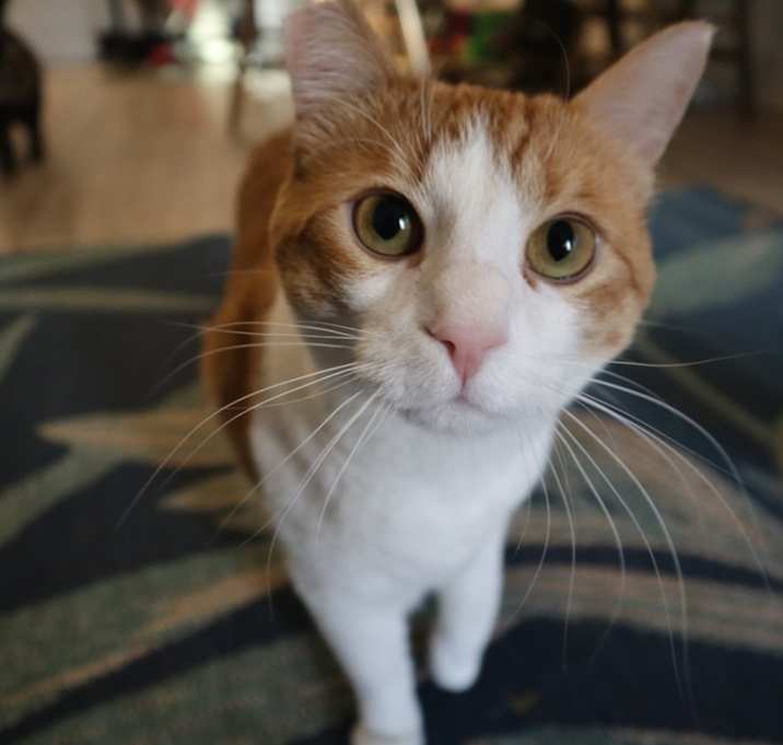 Photo of Juno