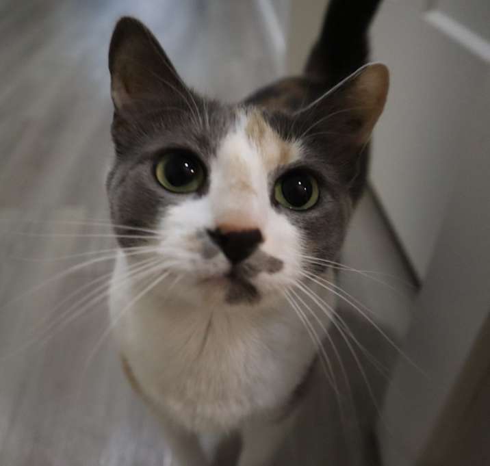 Photo of Goose