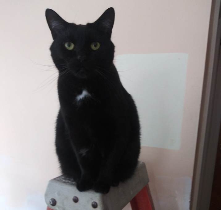 Photo of Sodapop