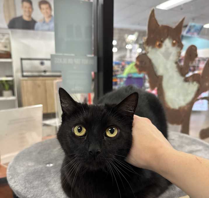 Photo of Diamond