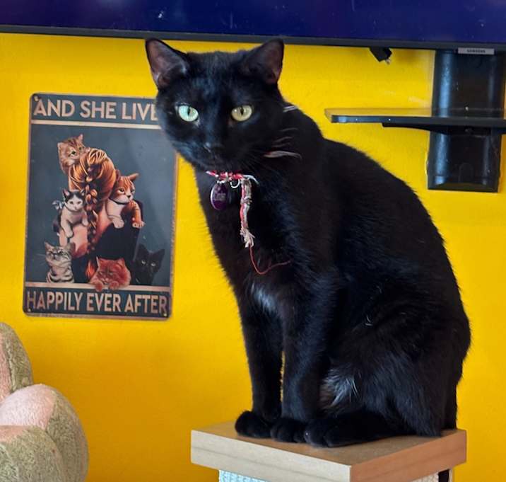 Photo of Cinder