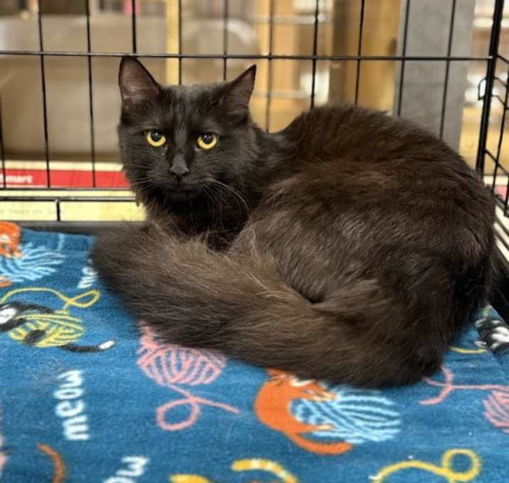 Photo of Tulip