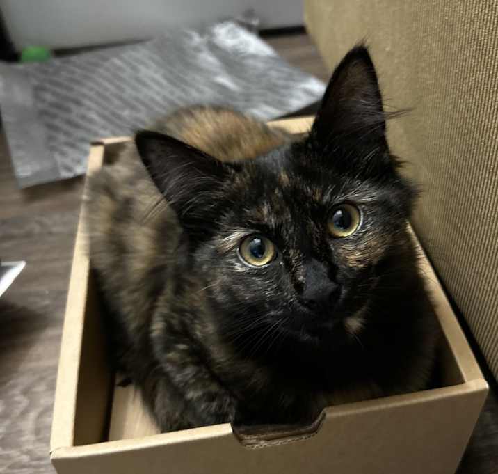 Photo of Athena