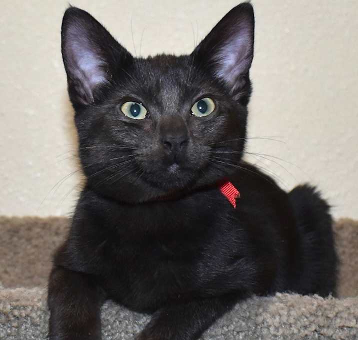 Photo of Mali (bonded with Yindee)