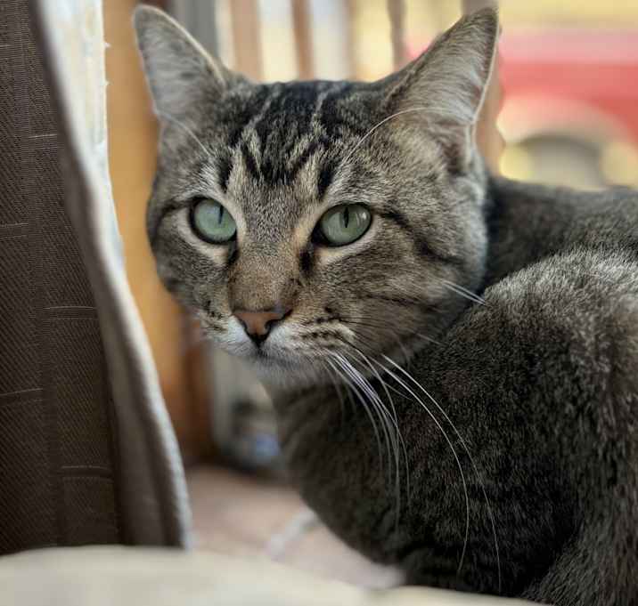 Photo of Waffles