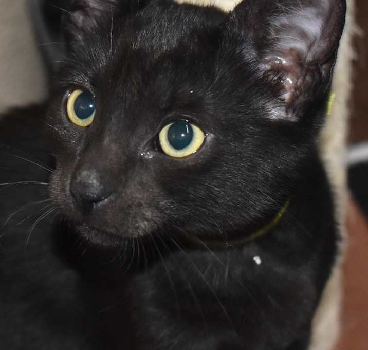 Photo of Noi (bonded with Saba)