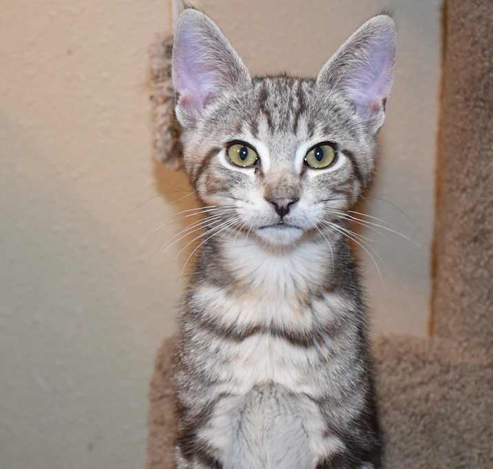 Photo of Saba (bonded with Noi