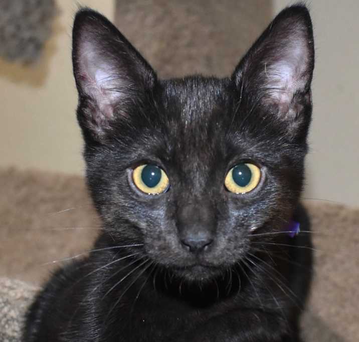 Photo of Ling (bonded with Ting)