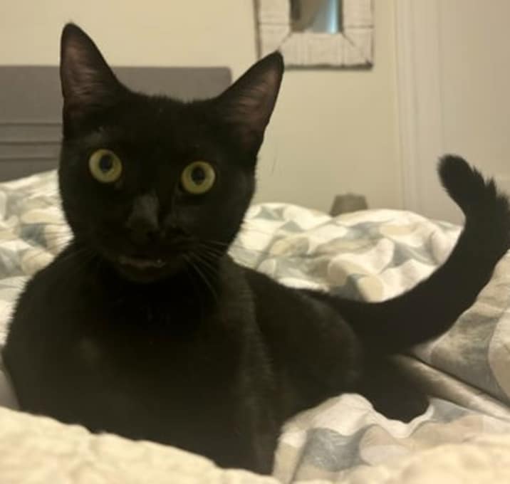 Photo of Gina Grackle (at Nine Lives Cat Cafe)