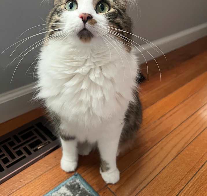 Photo of Luna