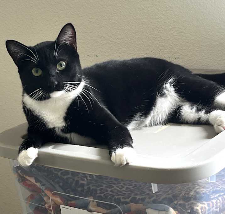 Photo of Piper
