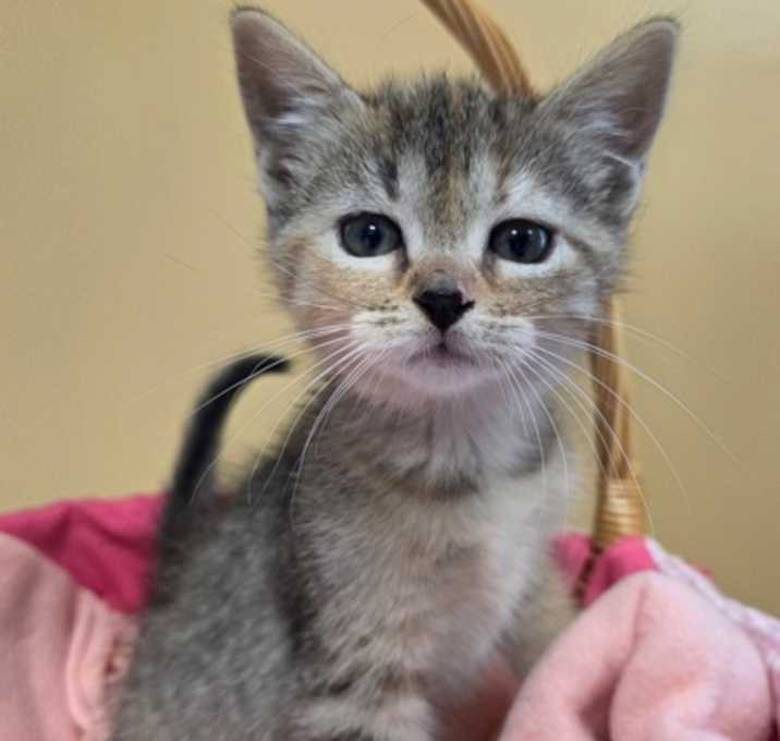 Photo of Custard