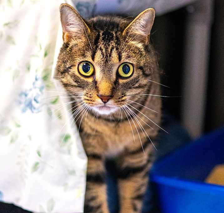 Photo of Mailo
