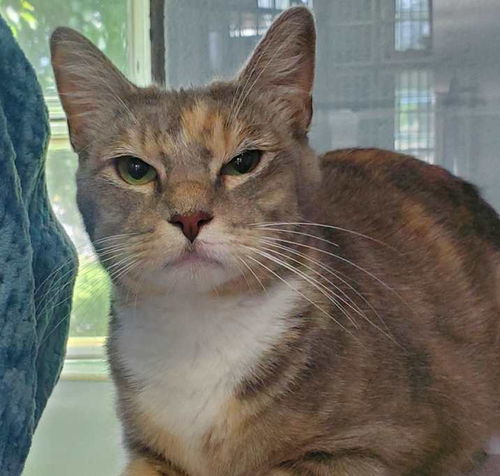 Photo of Mimosa