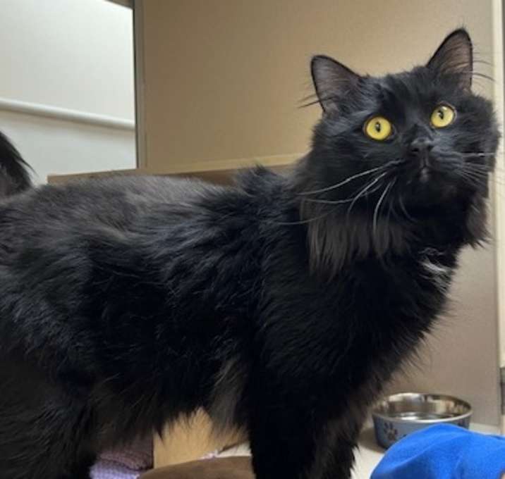 Photo of Pepper