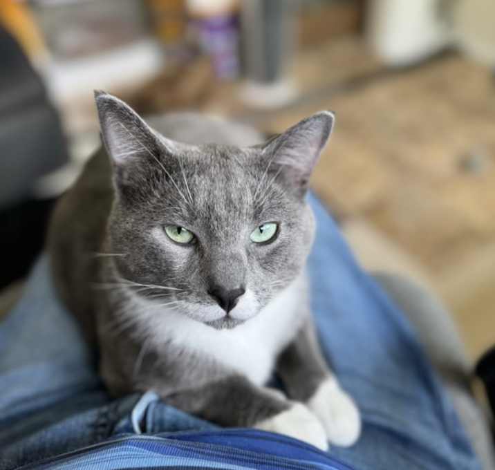Photo of Robin (bonded To Rizzo)
